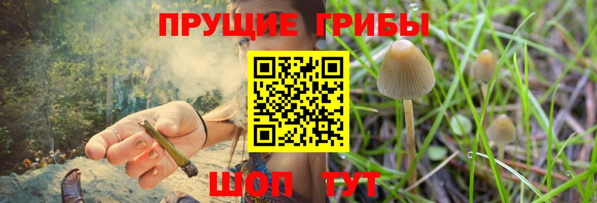 Галлюциногенные грибы Psilocybine cubensis Сосновоборск